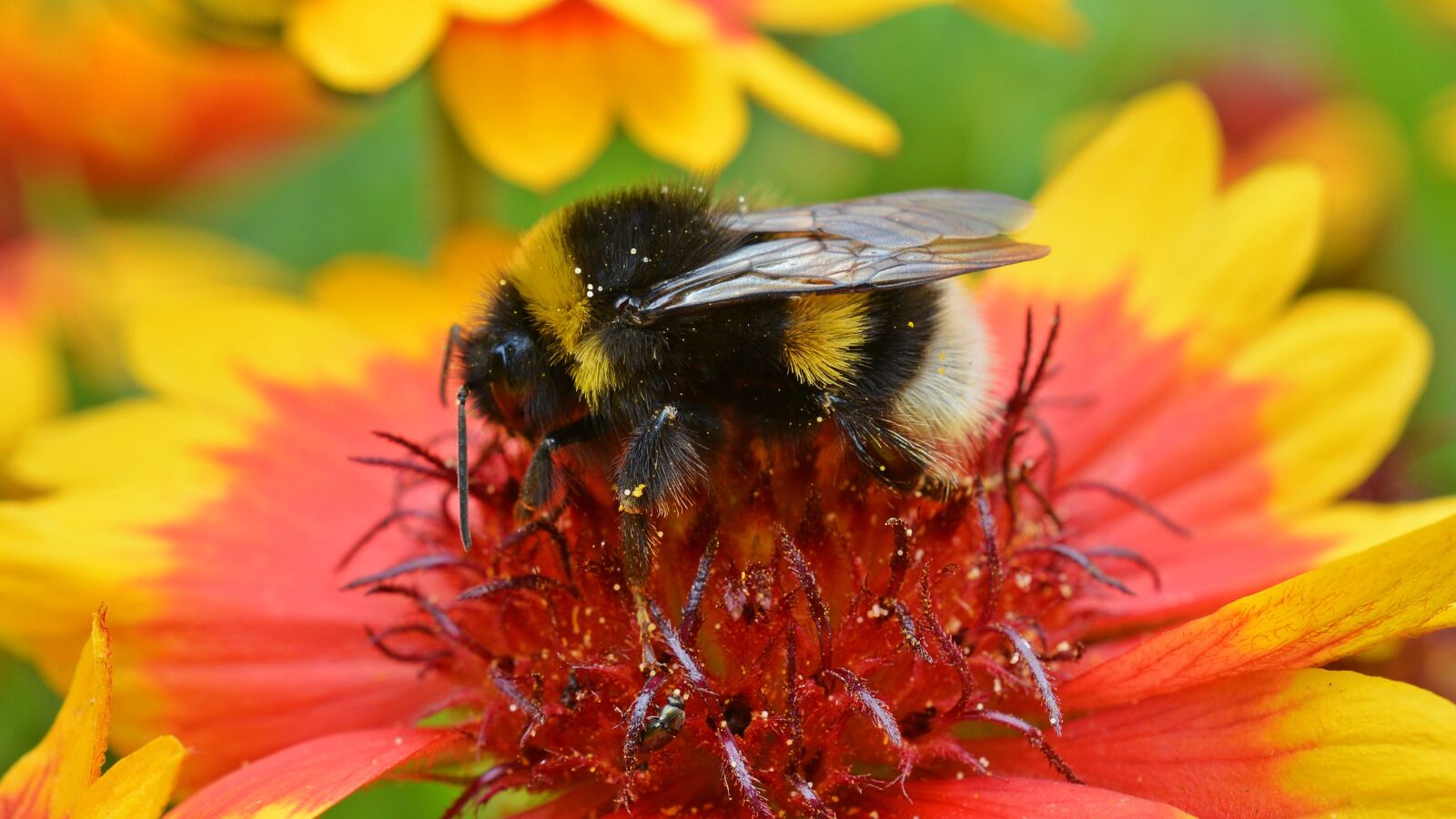 Nikon D5200 sample photo. Hummel, close up, blossom photography