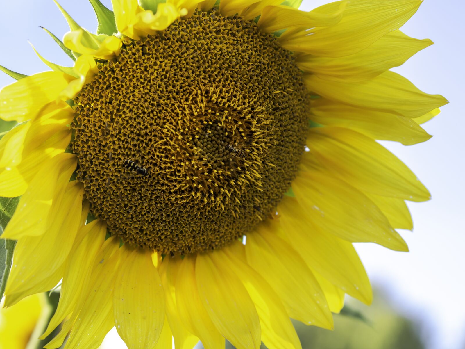 Olympus M.Zuiko Digital 45mm F1.8 sample photo. Sunflower, big, flower photography