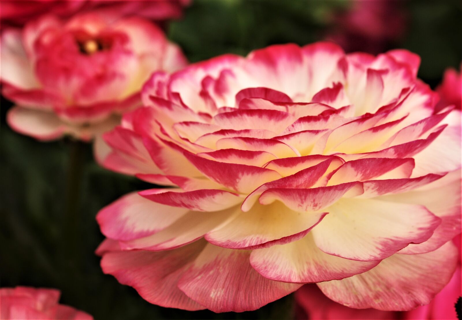 Olympus E-520 (EVOLT E-520) sample photo. Flower, flora, nature photography