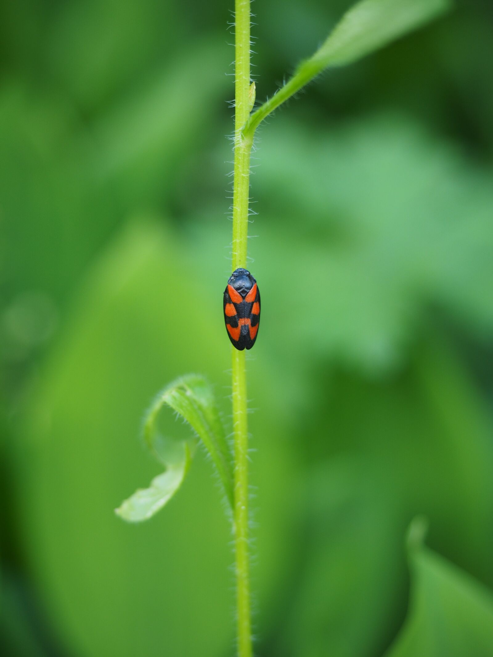 Olympus OM-D E-M1 + Olympus M.Zuiko Digital ED 12-40mm F2.8 Pro sample photo. Froghopper, insect, cercopidae photography