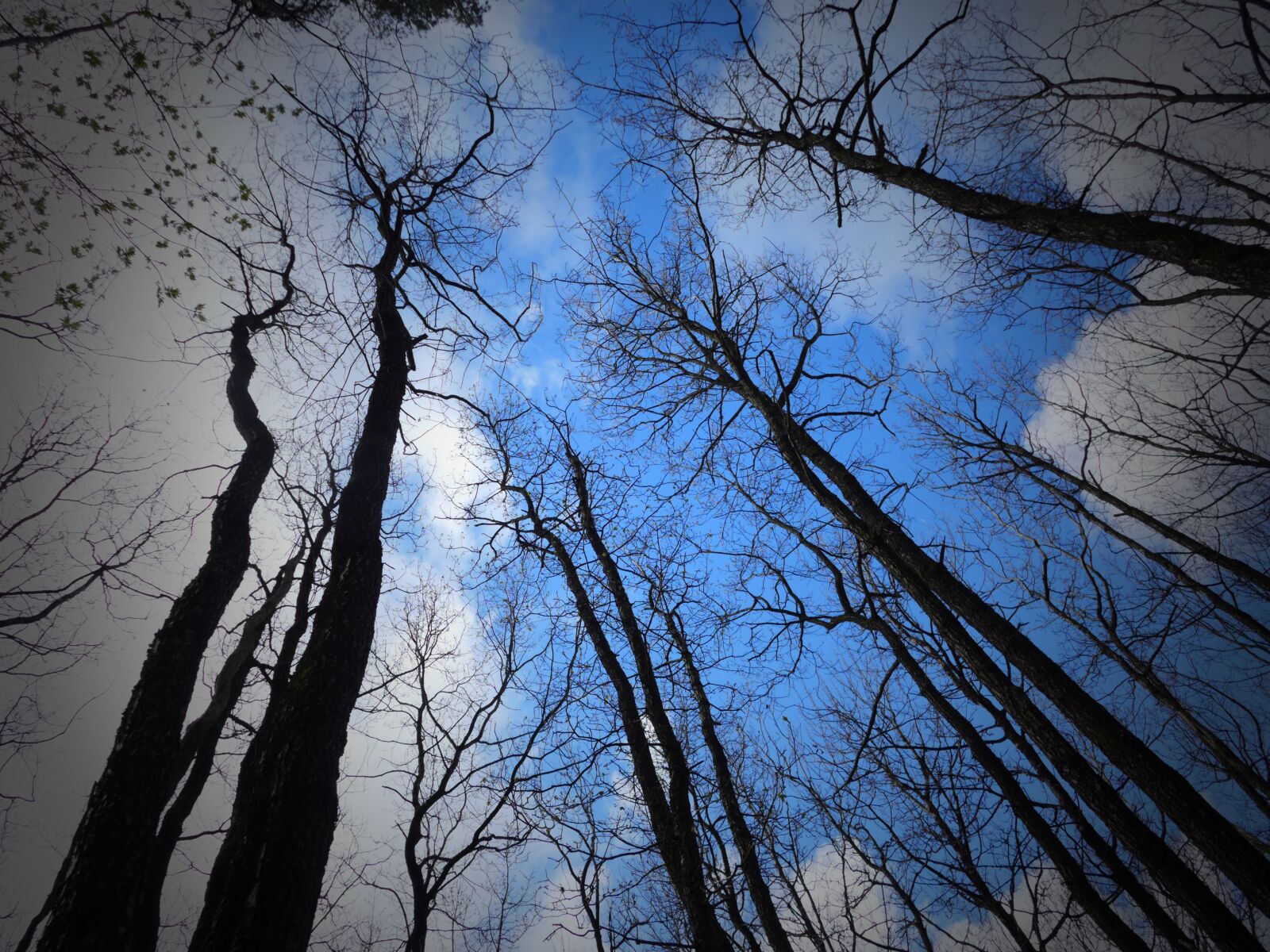 Leica D-Lux 6 sample photo. Black trees, wood, scary photography