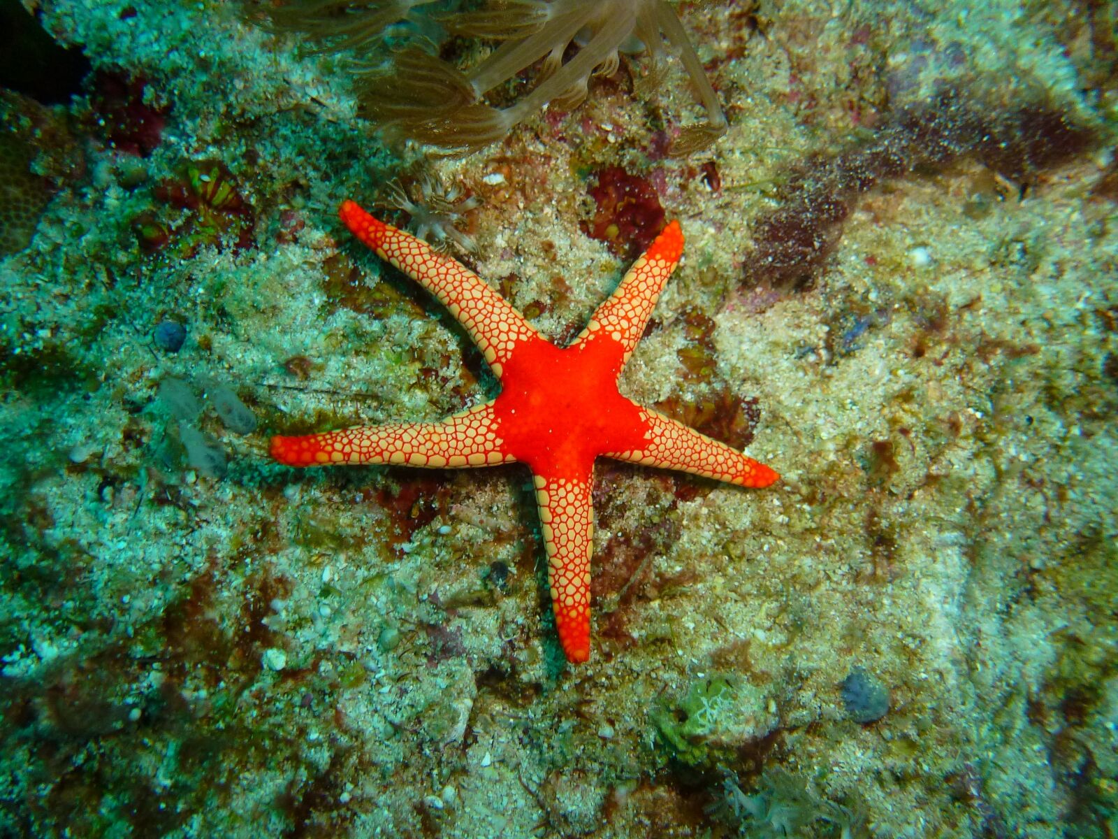 Panasonic Lumix DMC-ZS10 (Lumix DMC-TZ20 / Lumix DMC-TZ22) sample photo. Star fish, philippines, underwater photography