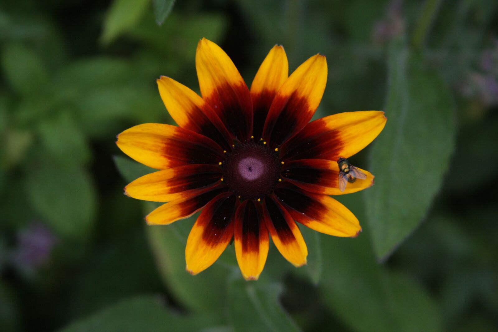 Canon EOS 40D sample photo. Flower, fly, sunflower photography