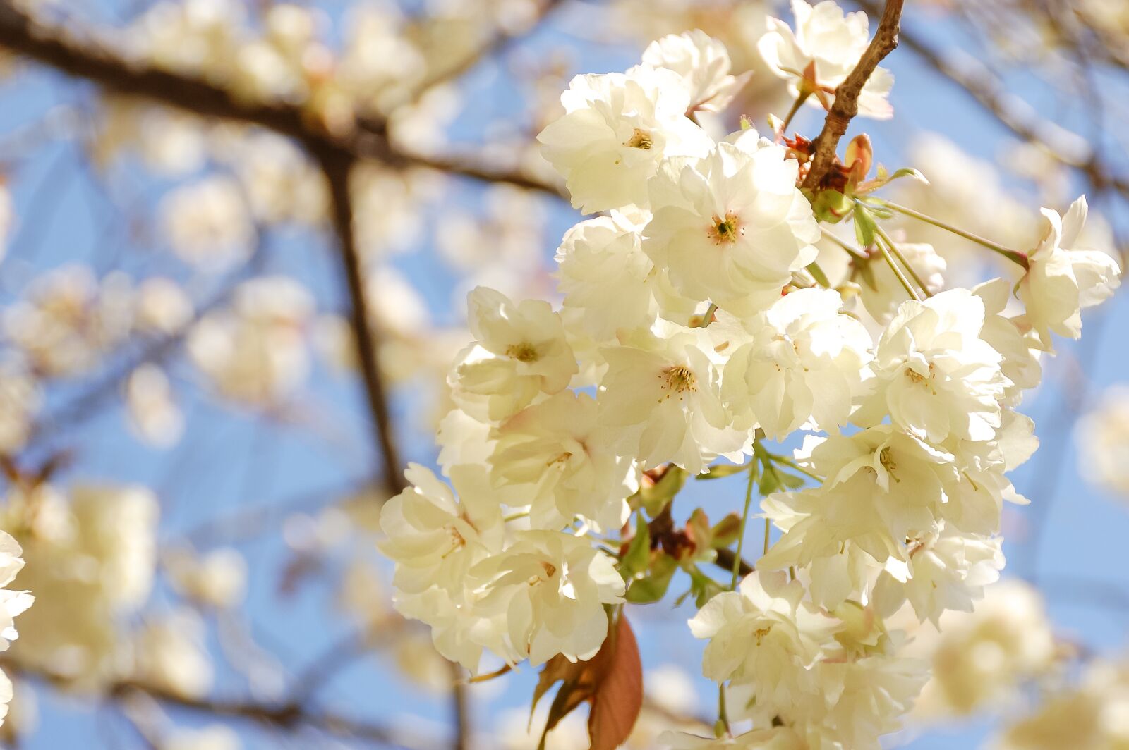 Nikon D40 sample photo. Natural, landscape, japan photography