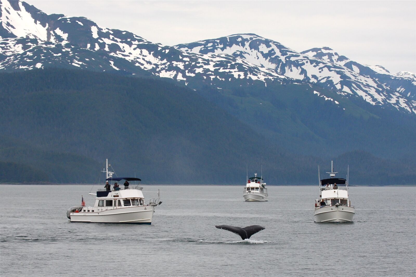 Canon EOS 40D sample photo. Alaska, whale, tail photography