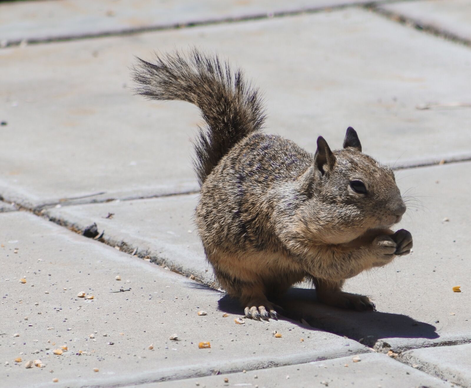 Canon EOS 800D (EOS Rebel T7i / EOS Kiss X9i) sample photo. Squirrel, eating, furry photography