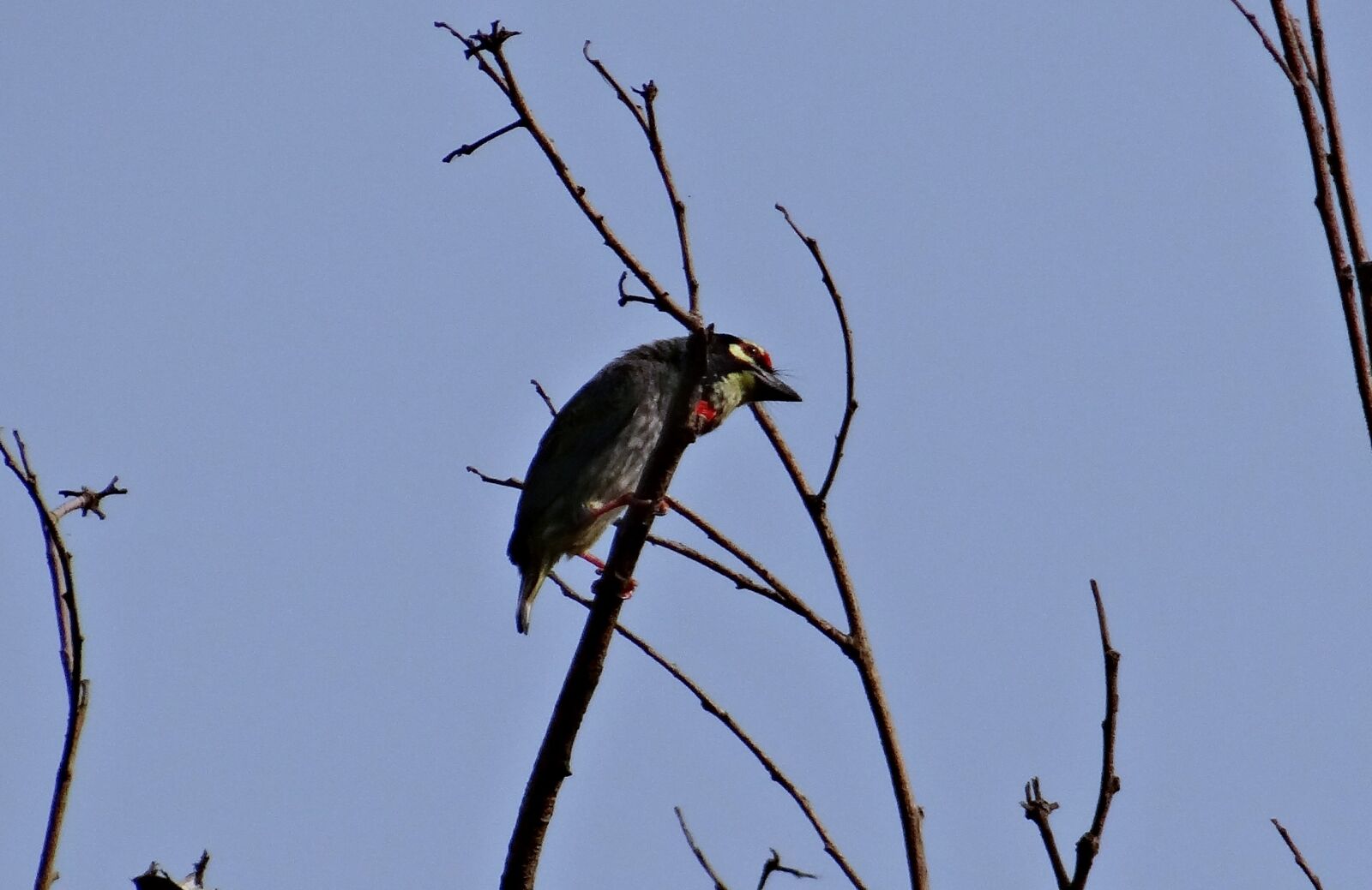 Sony DSC-HX200V sample photo. Coppersmith barbet, bird, crimson-breasted photography