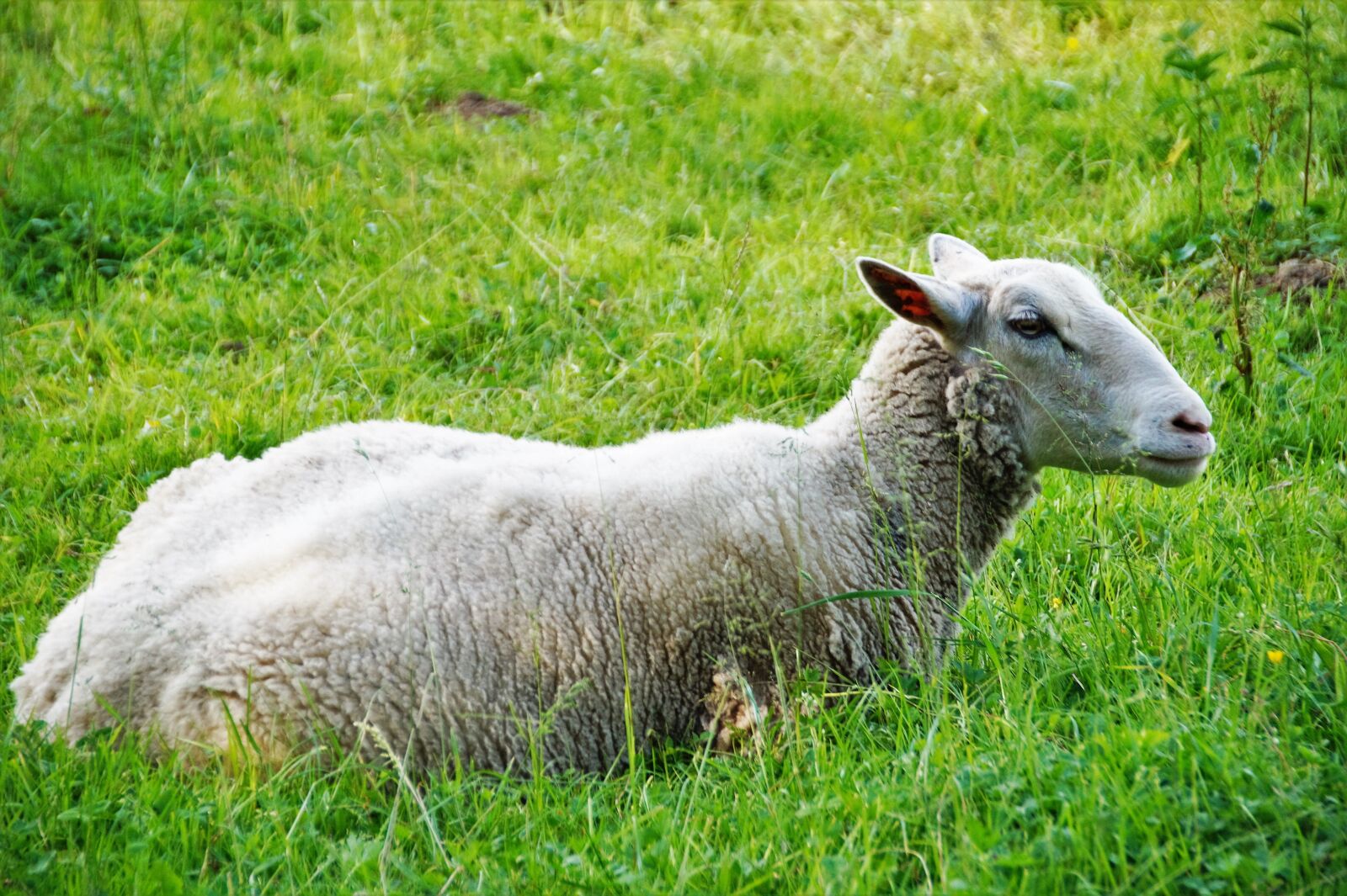 Sony SLT-A58 sample photo. Sheep, home, animal photography