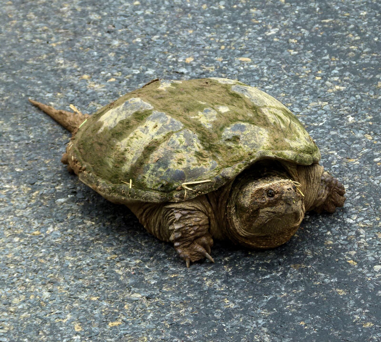 Panasonic Lumix DMC-FZ100 sample photo. Snapping turtle, fresh water photography