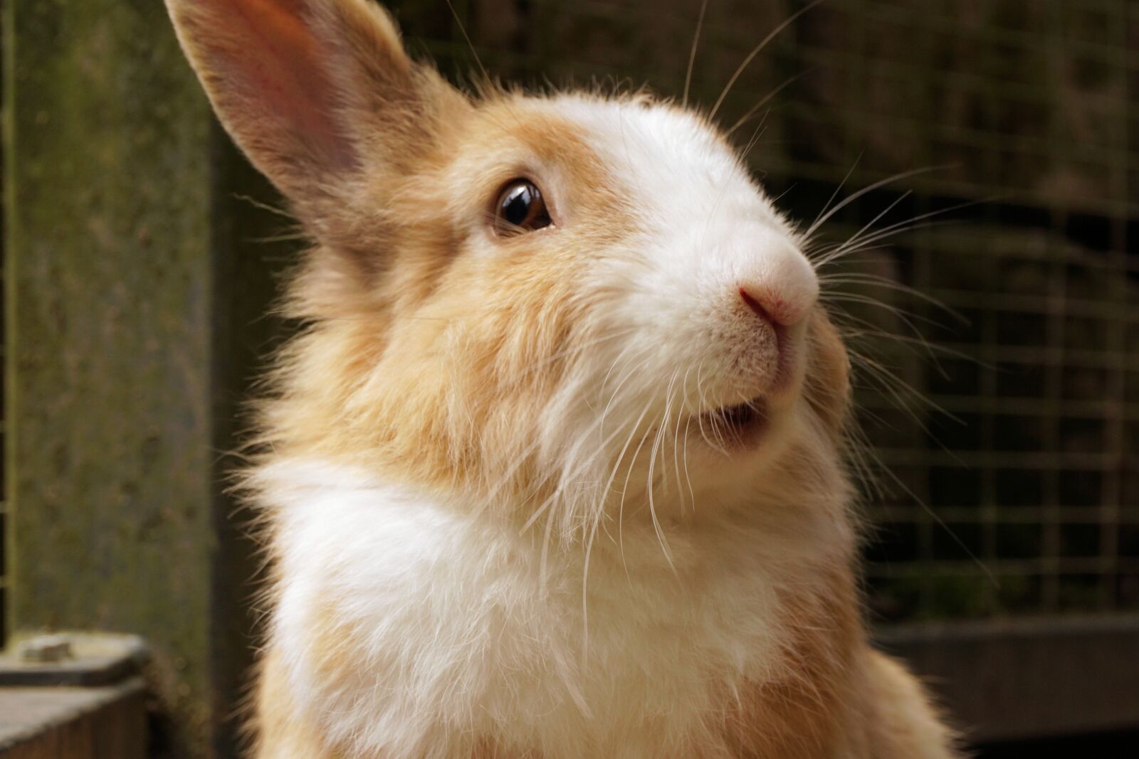 Sony a6000 sample photo. Rabbit, hare, pet photography