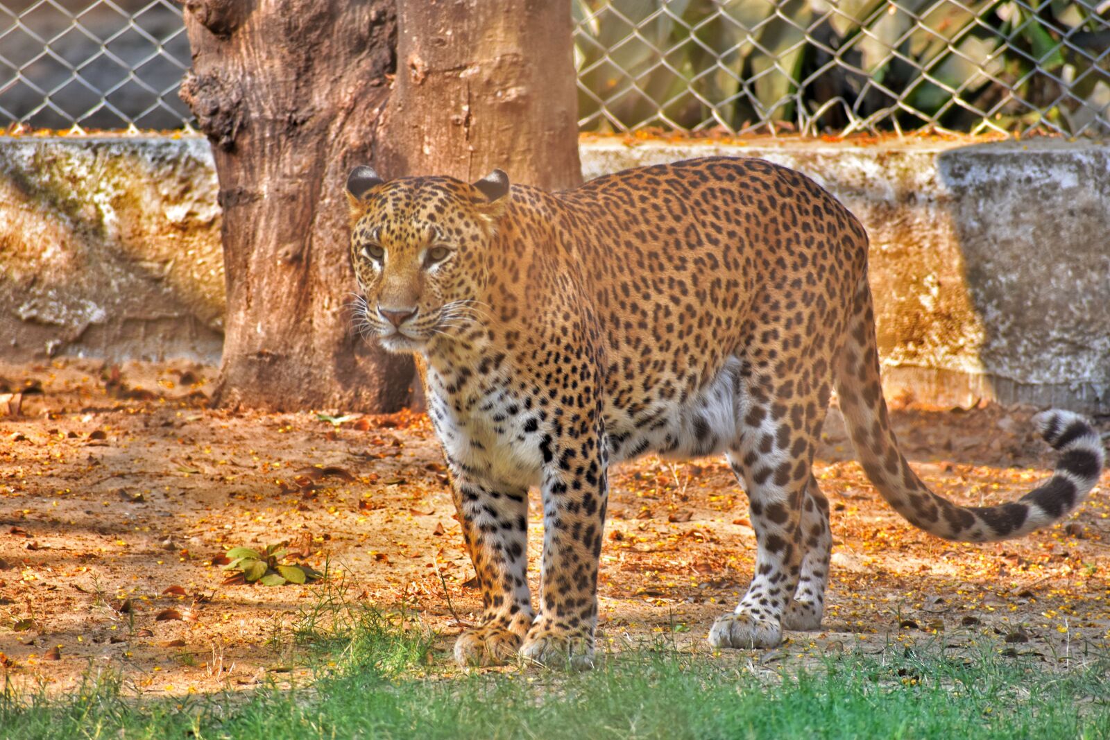 Nikon D7200 sample photo. Wildlife, nature, animal photography