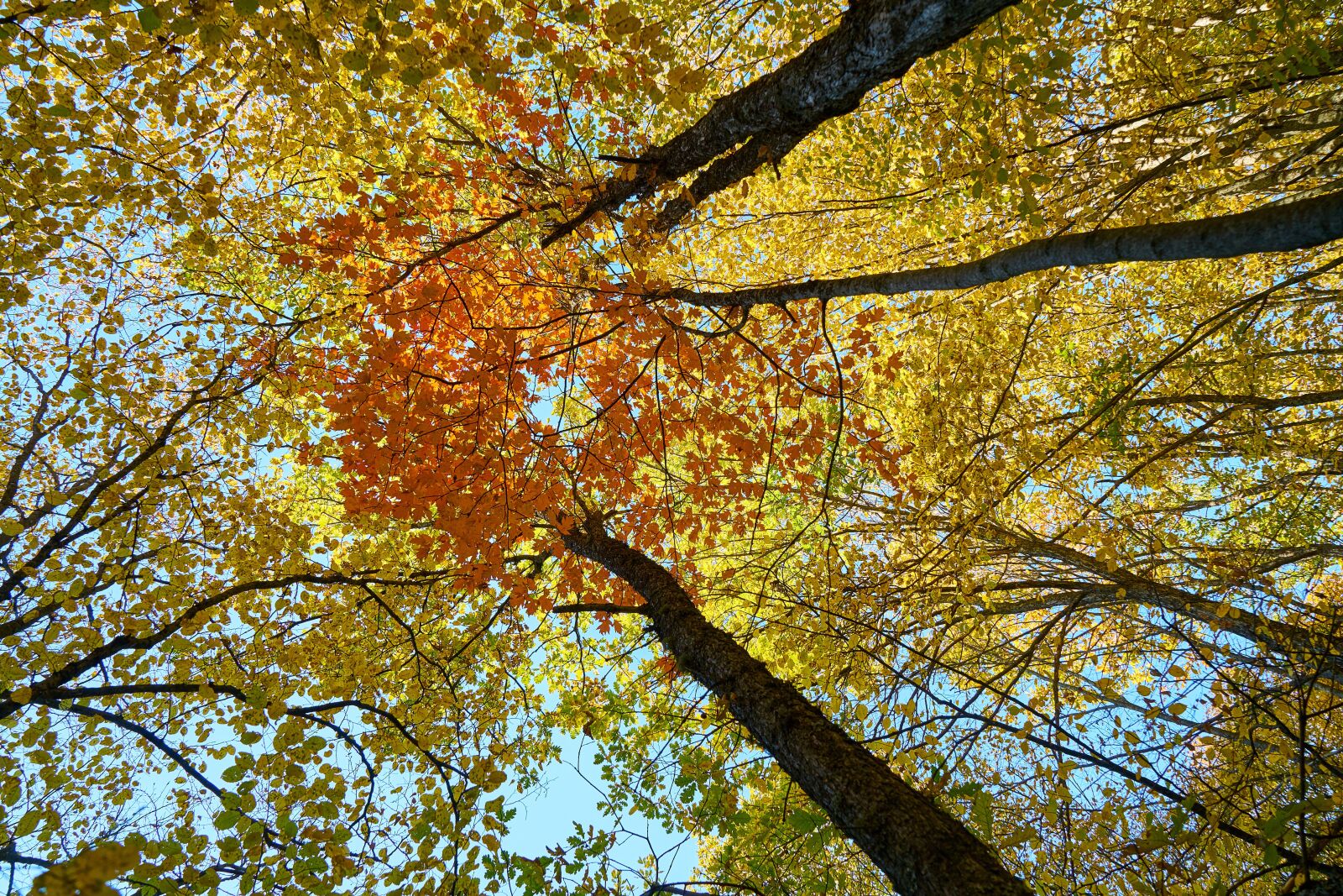 Sony a7R II sample photo. Autumn, season, landscape photography