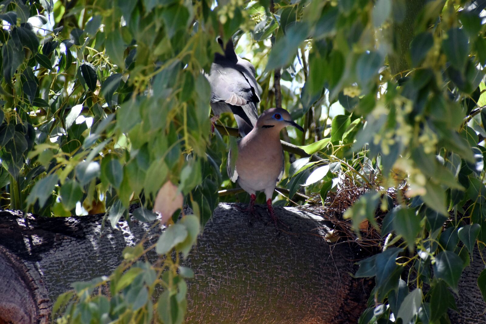 Nikon D3500 sample photo. Dove, nest, bird photography