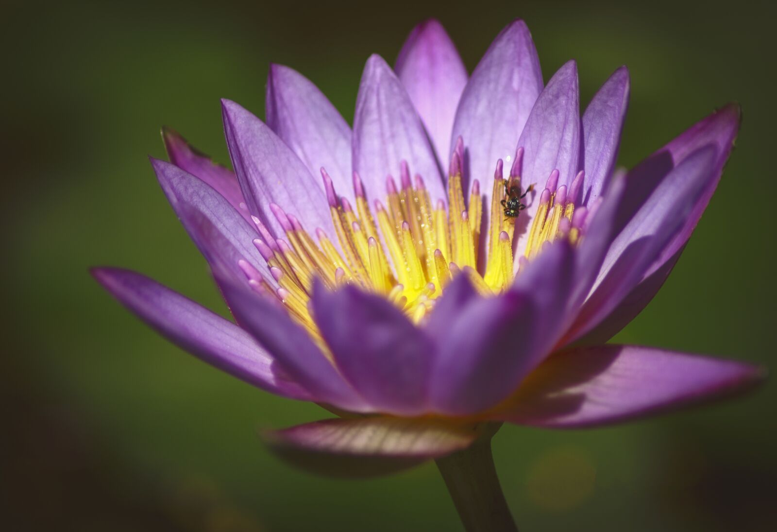 Canon EOS 70D sample photo. Lotus, flowers, bee photography