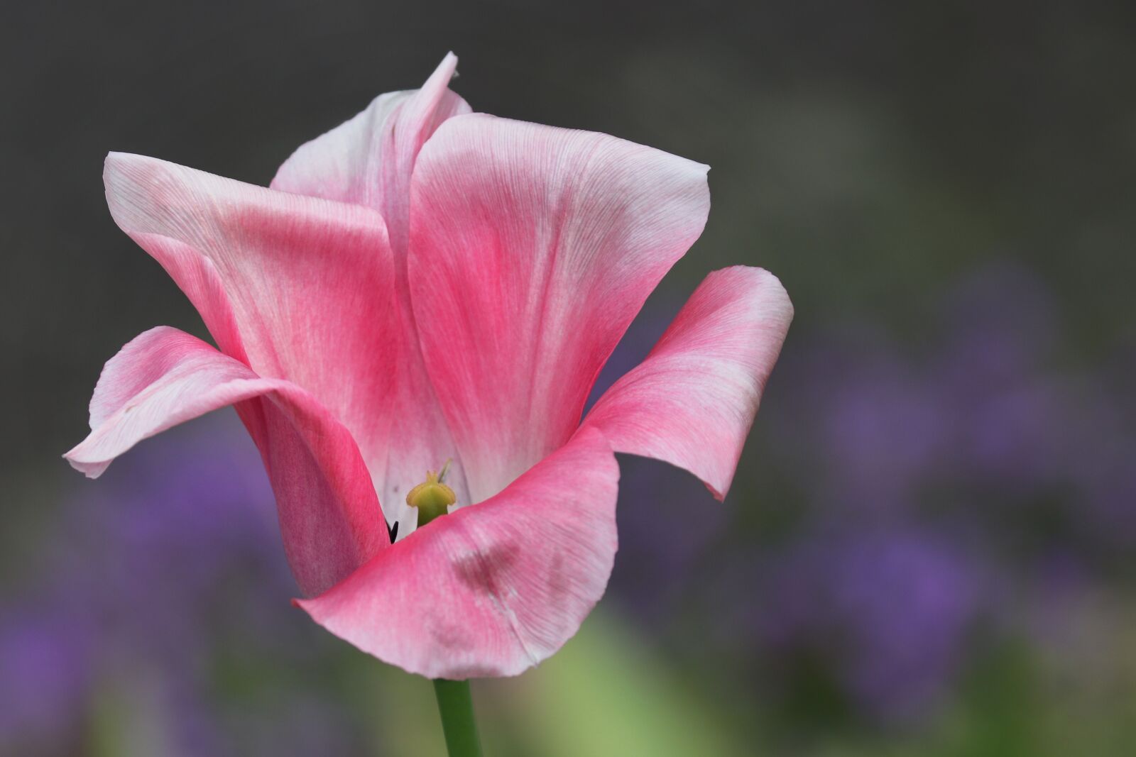 Canon EOS 200D (EOS Rebel SL2 / EOS Kiss X9) sample photo. Tulip, open, insight photography