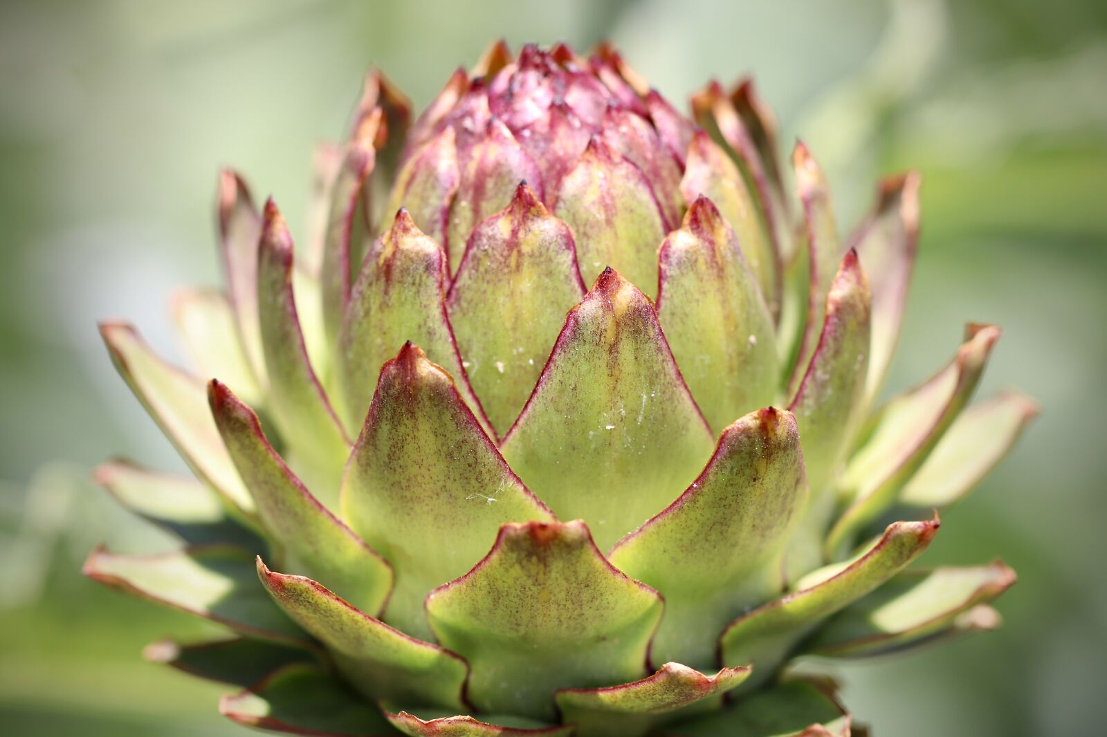 Canon EOS 800D (EOS Rebel T7i / EOS Kiss X9i) + Canon EF 100mm F2.8L Macro IS USM sample photo. Artichoke, fruit, vegetables photography