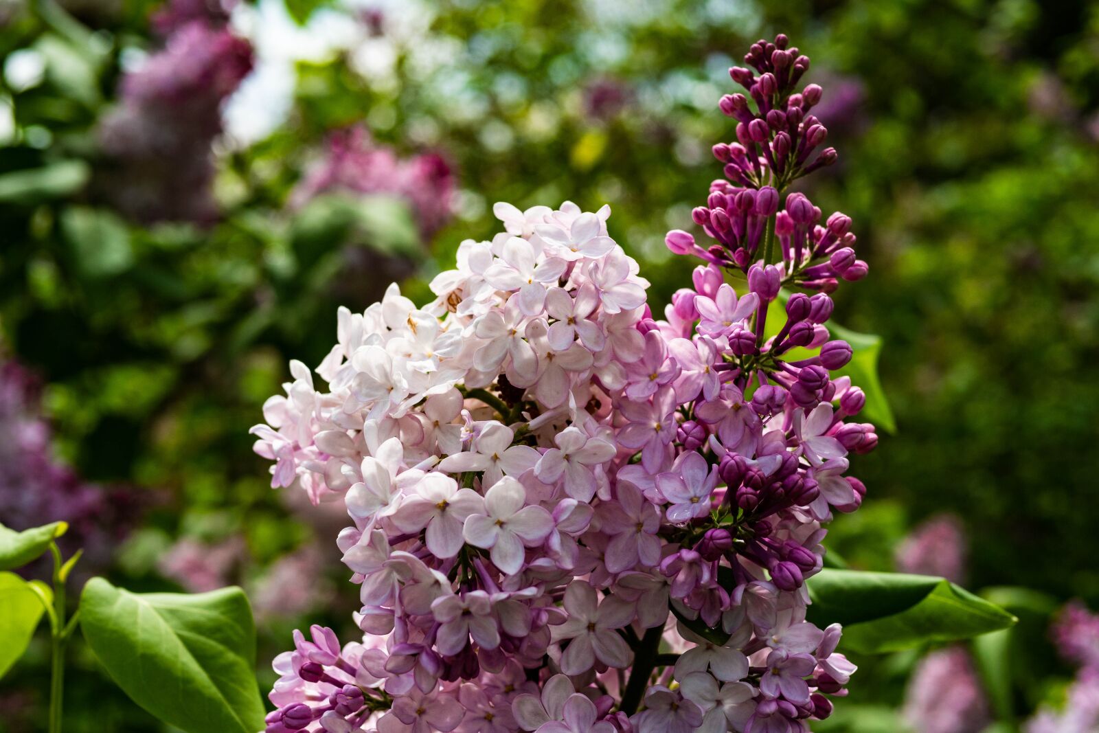Panasonic Leica DG Summilux 25mm F1.4 II ASPH sample photo. Lilac, flower, garden photography