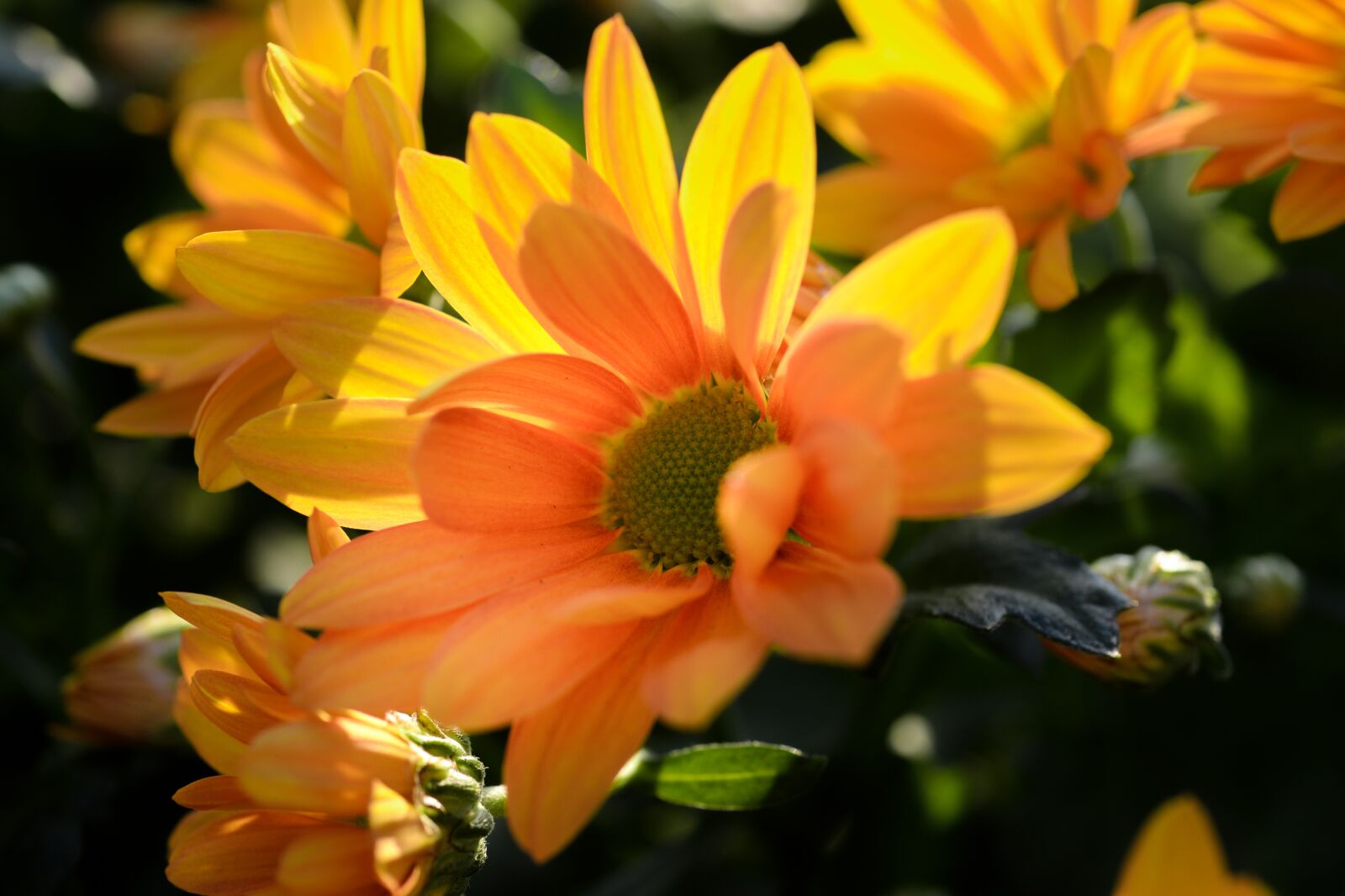 Nikon D610 sample photo. Flower, nature, flora photography