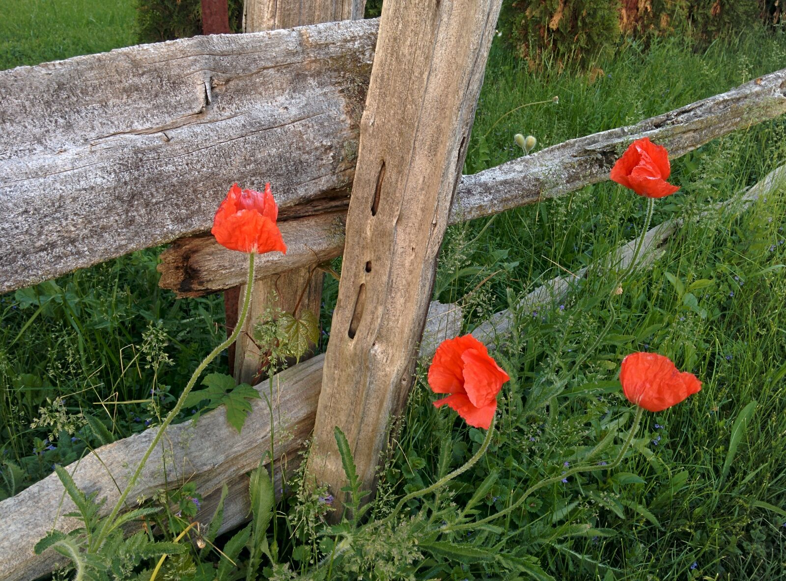 LG Nexus 5 sample photo. Poppies, nature, fence photography