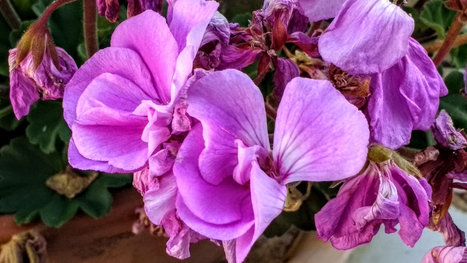 Motorola Moto G (4) sample photo. Flower, plant, nature photography