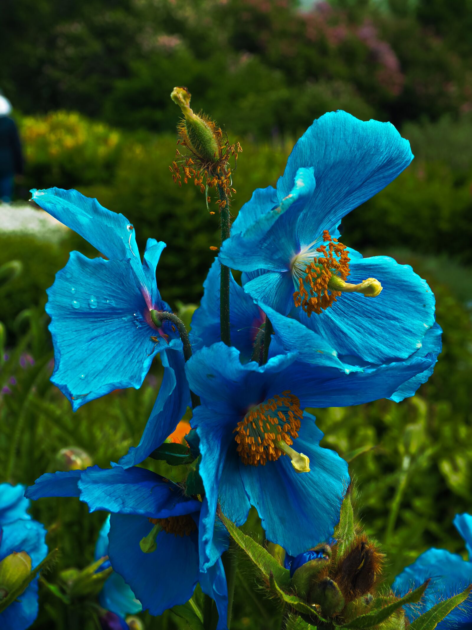 Olympus OM-D E-M5 II sample photo. Flower, nature, plant photography
