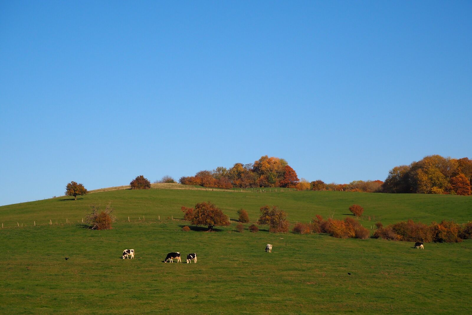Olympus OM-D E-M10 sample photo. Autumn, fall foliage, herbstimpression photography