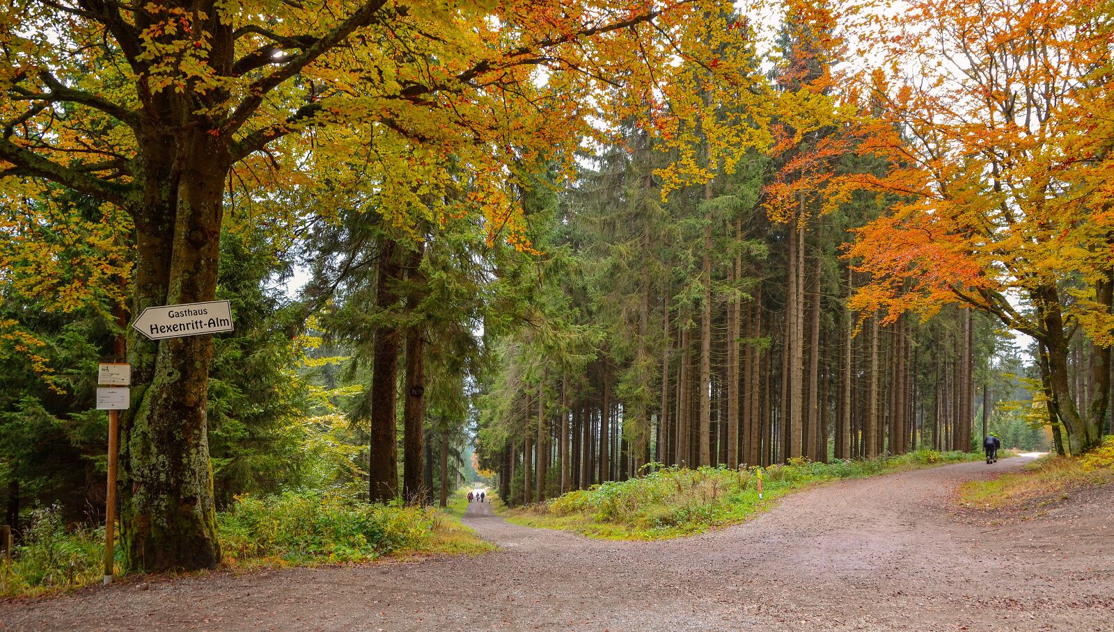 Nikon D7000 sample photo. Forest, nature, trees photography