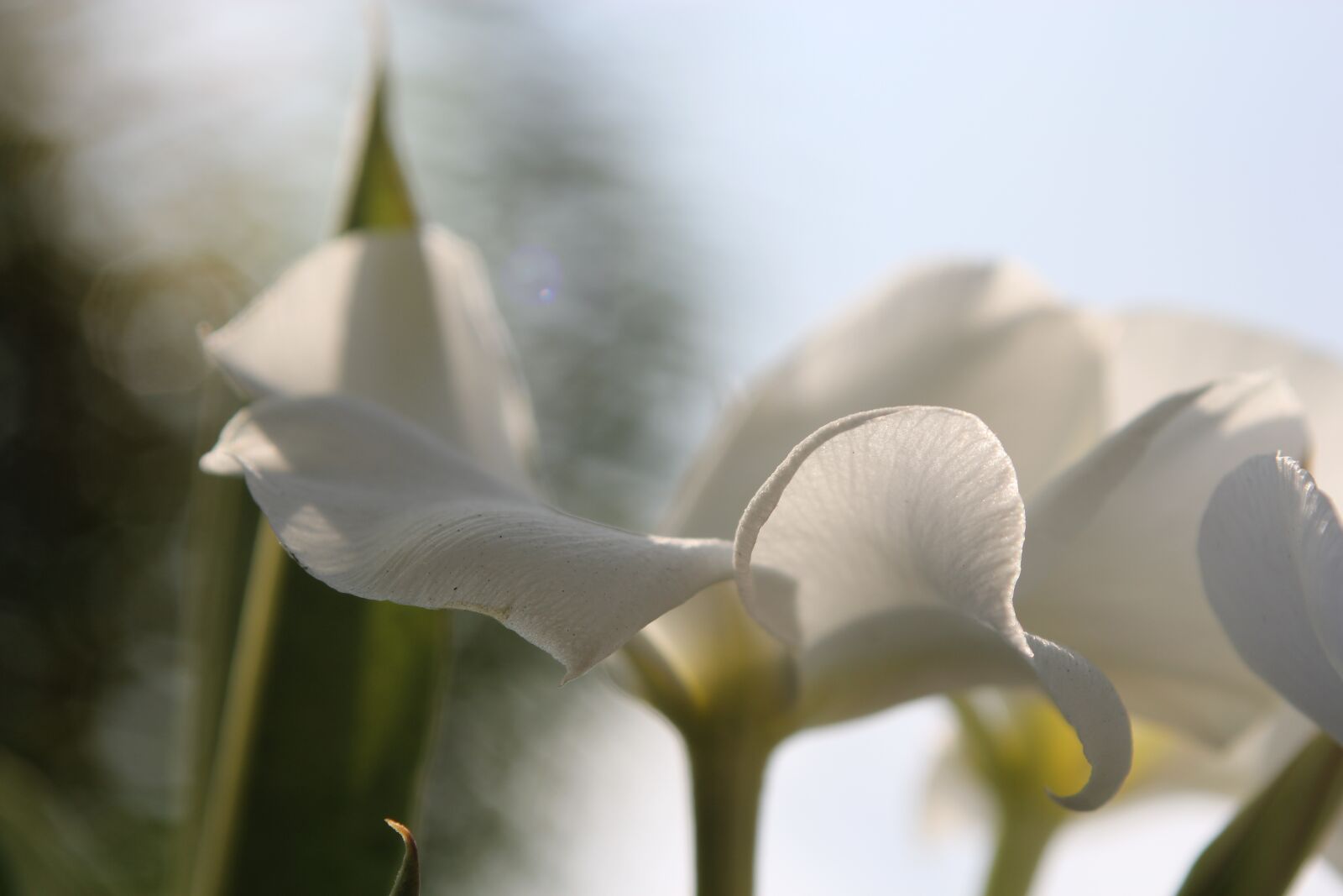 Canon EOS 60D sample photo. White, flower, macro photography