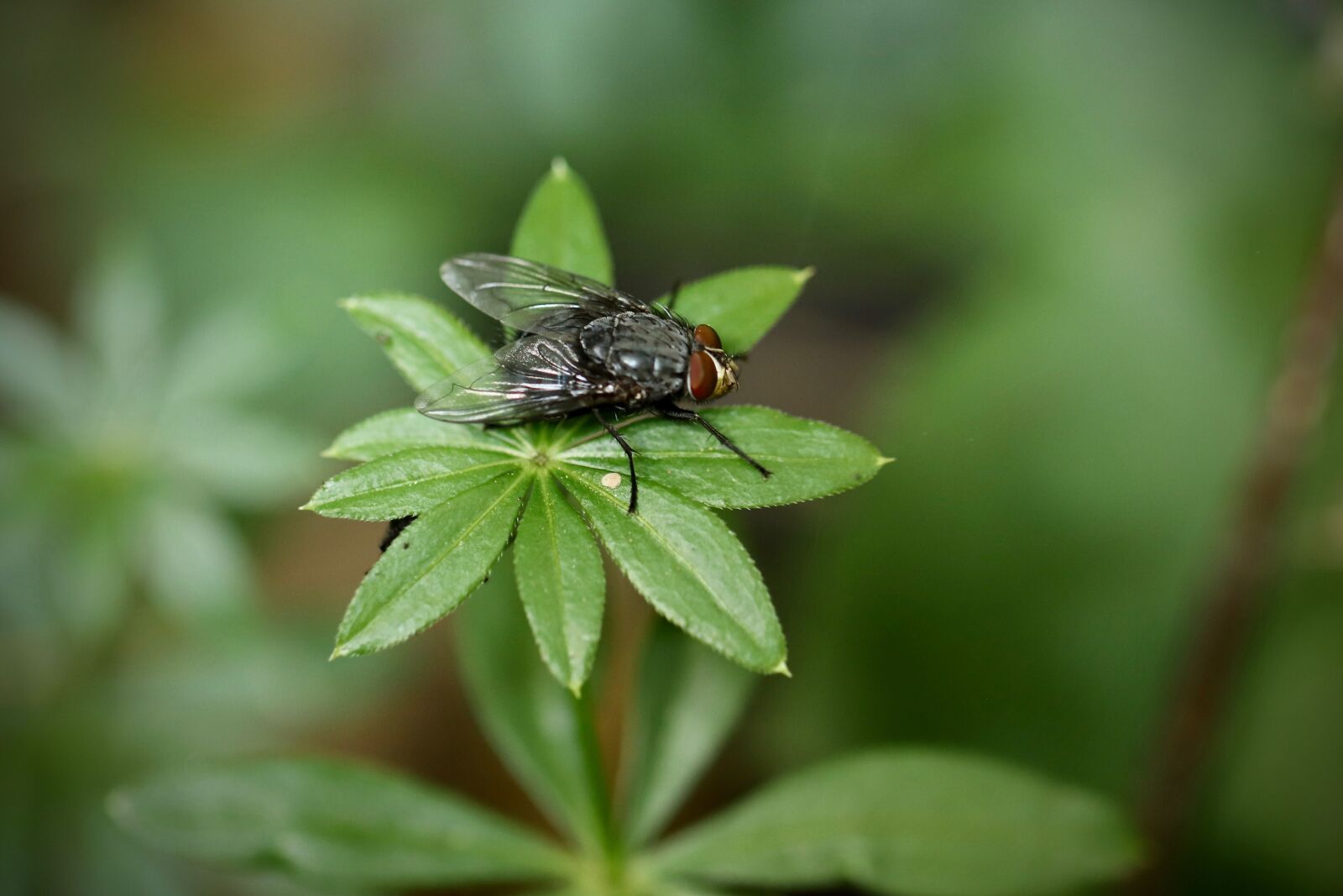 Canon EOS 800D (EOS Rebel T7i / EOS Kiss X9i) sample photo. Insect, fly, macro photography