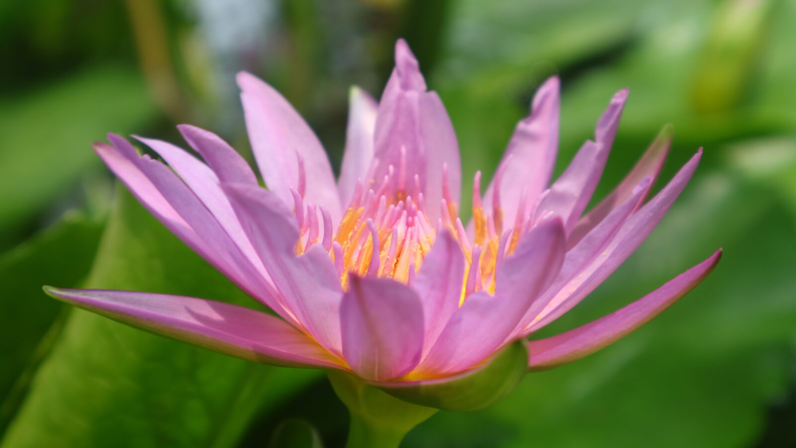 Canon EOS M3 + Canon EF-M 15-45mm F3.5-6.3 IS STM sample photo. Lotus, flower, garden photography
