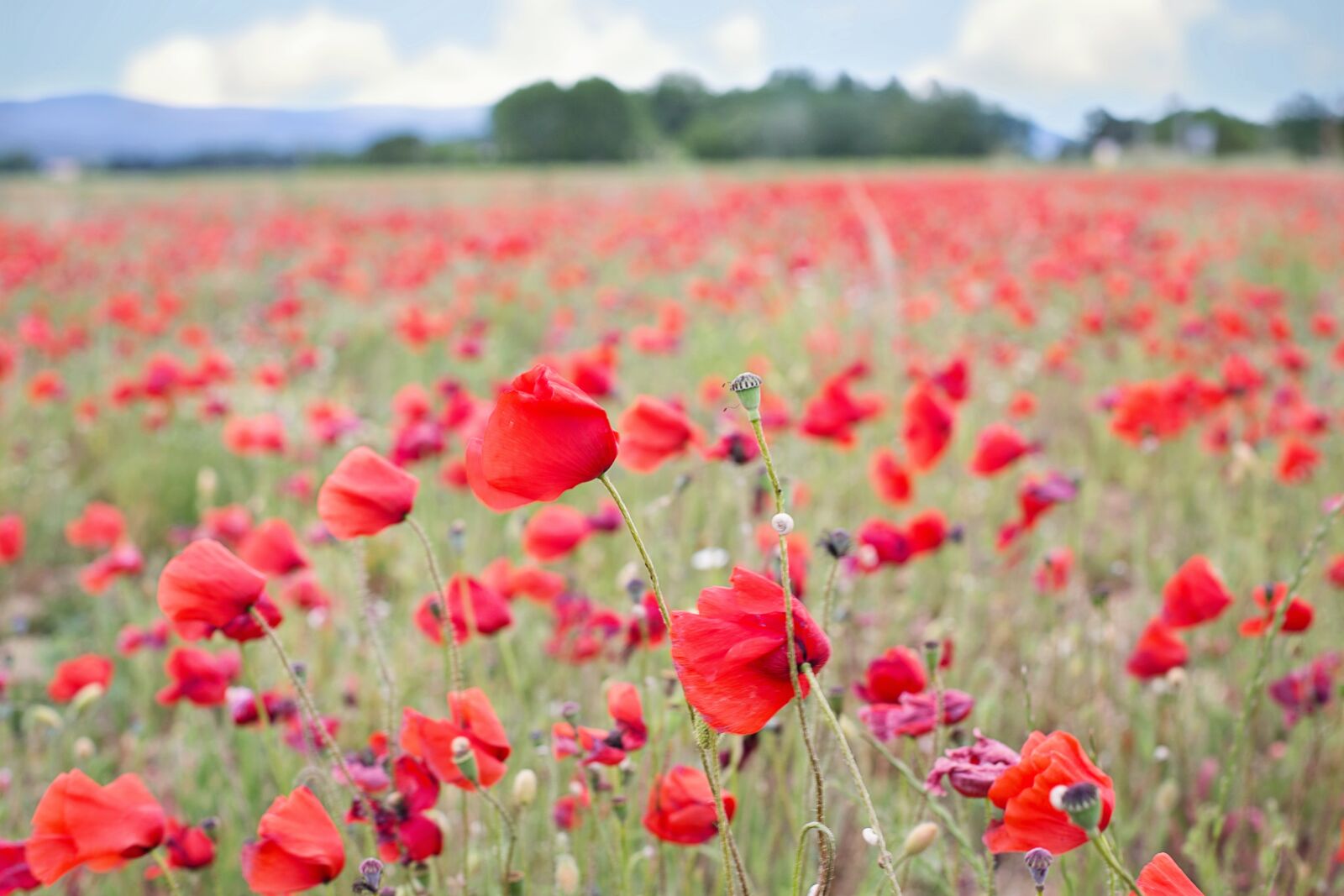 Canon EF 50mm F1.4 USM sample photo. Poppies, red, flowers photography