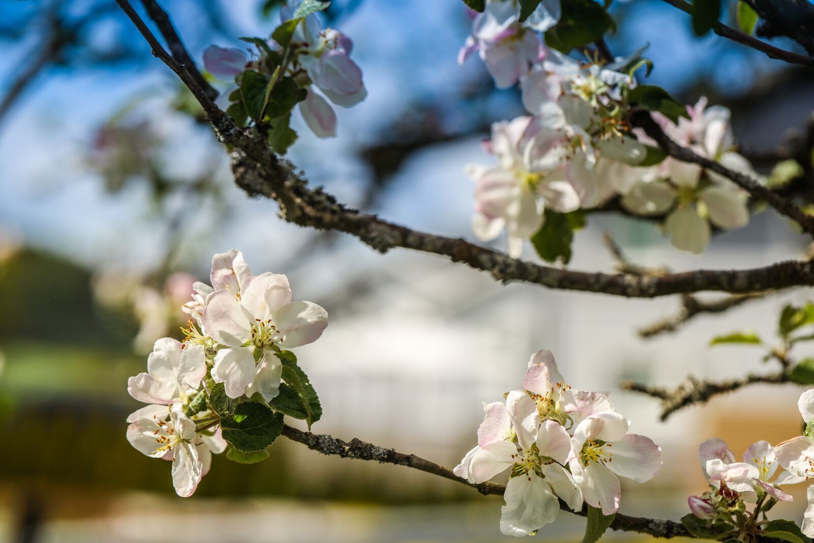 Canon EOS R sample photo. Apple tree, flower, blossom photography