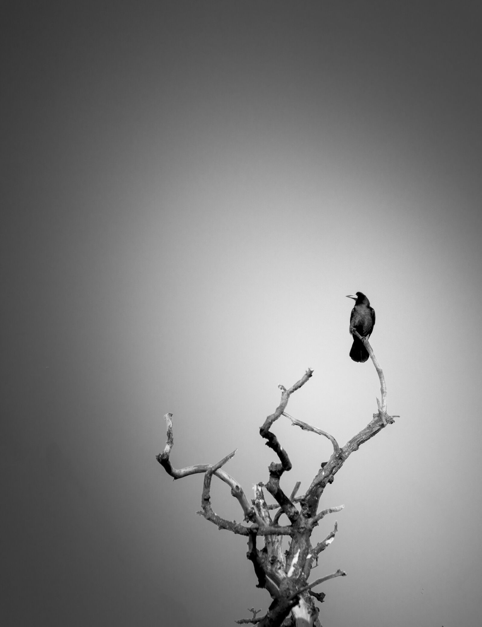Canon EOS 6D sample photo. Crow, tree, bird photography