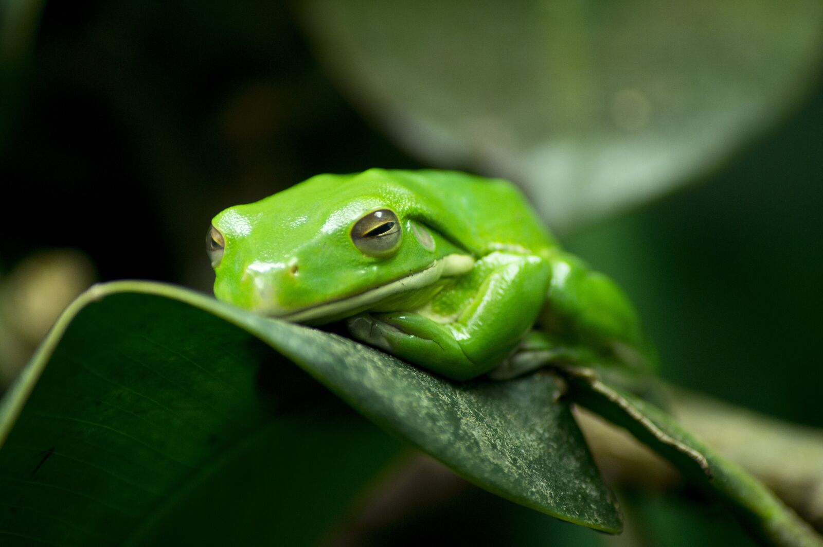 Sony DT 55-200mm F4-5.6 SAM sample photo. Frog, tropical, exotic photography