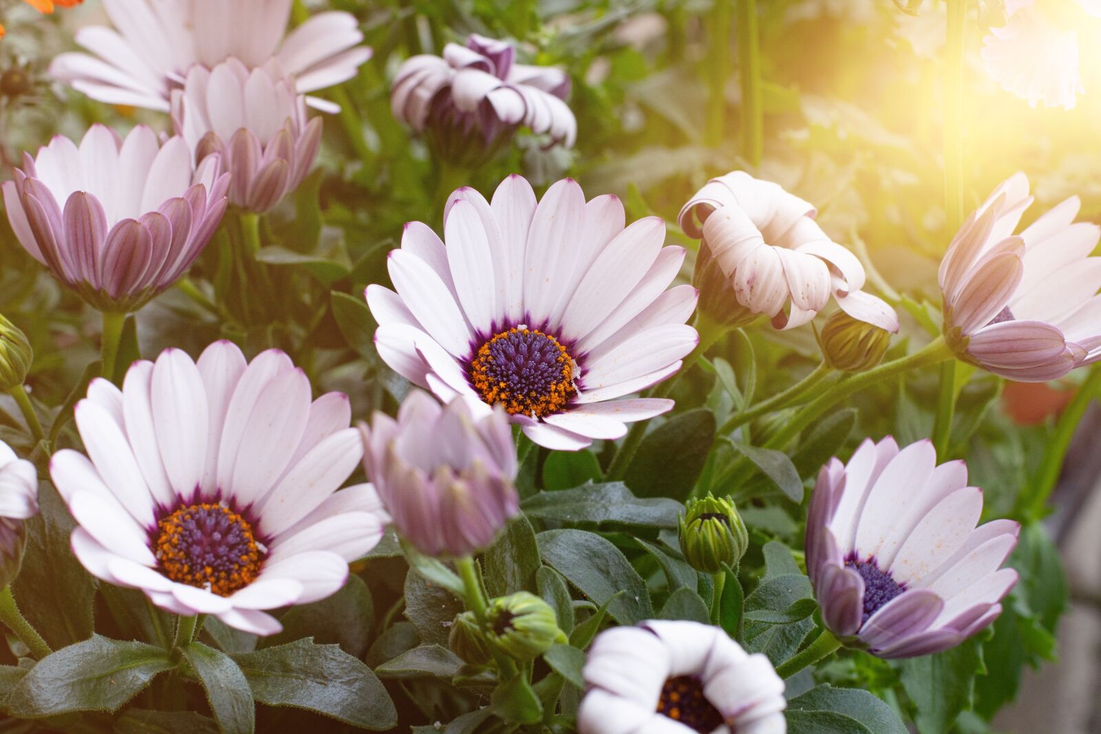 Nikon D7100 sample photo. Flowers, white, spring photography