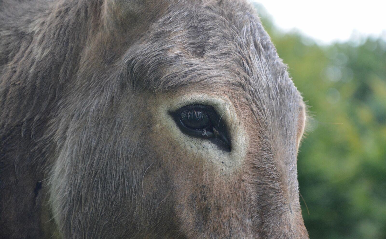 Nikon D5200 sample photo. Donkey, eye, equine photography