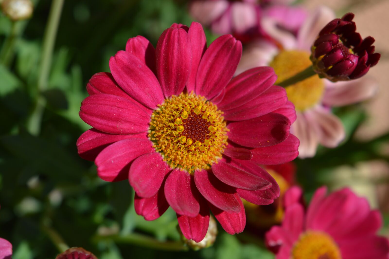 Nikon D3200 sample photo. Flower, spring, nature photography