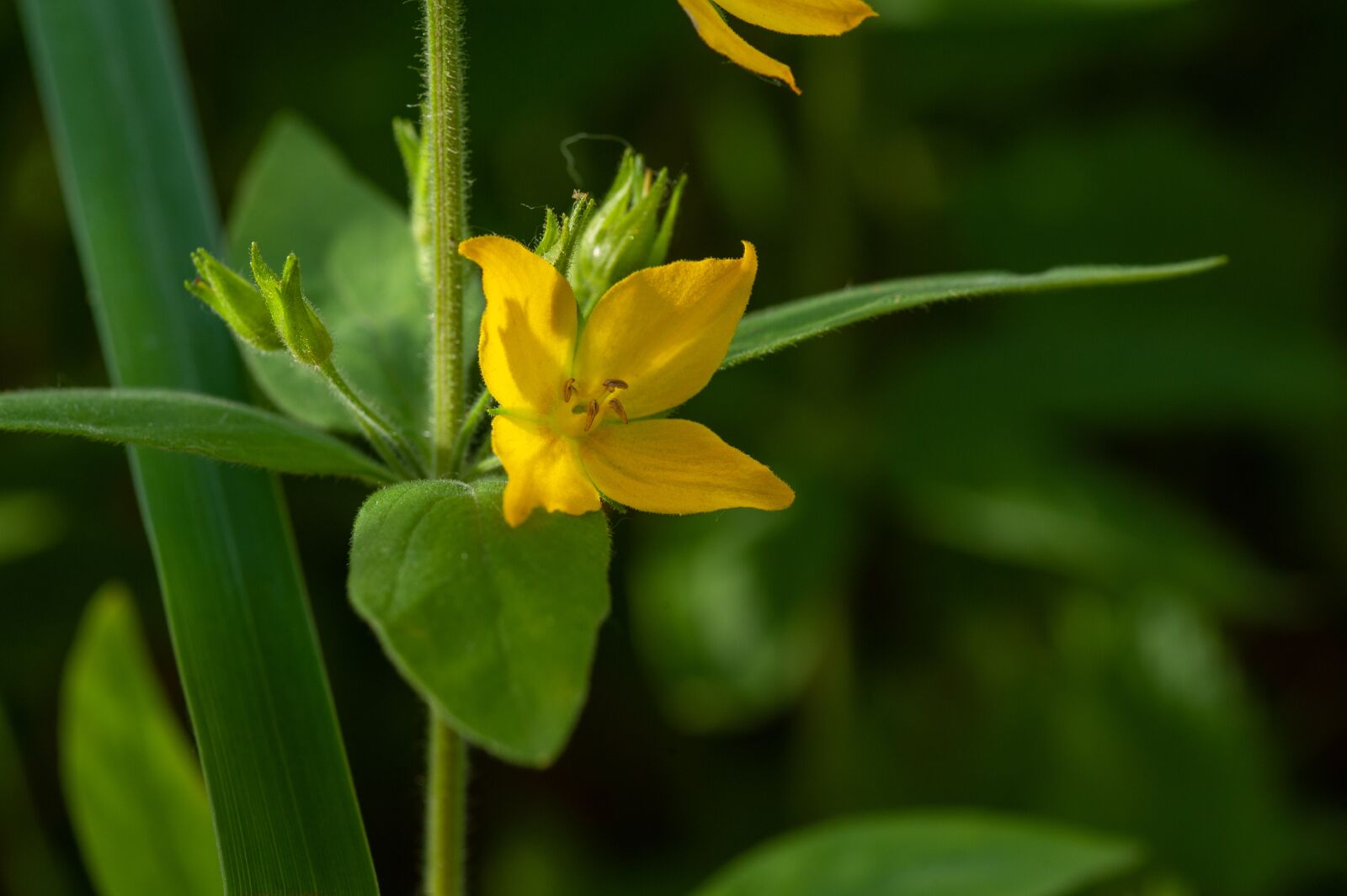 Tokina AT-X Pro 100mm F2.8 Macro sample photo. Loosestrife, dotted loosestrife, garden photography