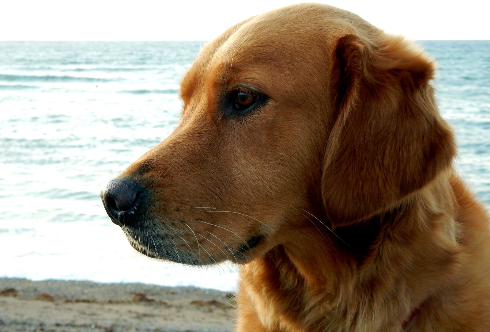 Nikon Coolpix S9700 sample photo. Golden retriever, dog, animal photography