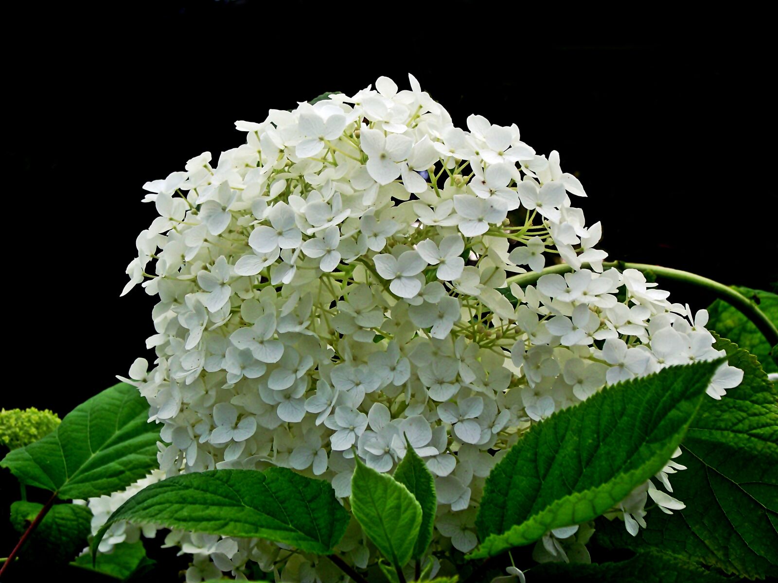 FujiFilm FinePix S1600 (FinePix S1770) sample photo. Hydrangea, white, flower photography