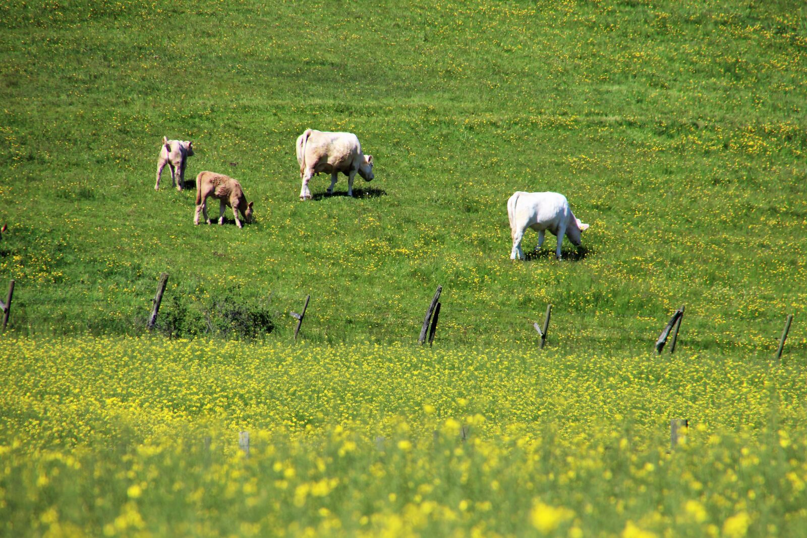 Canon EOS 7D Mark II sample photo. Animals, calves, canola, country photography