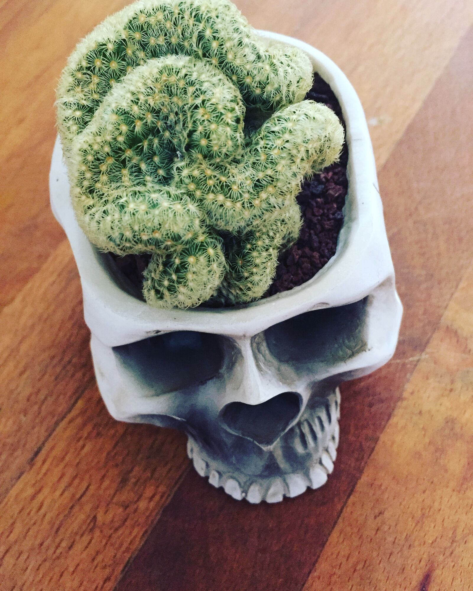 Apple iPhone 6 sample photo. Brain, cactus, skull photography