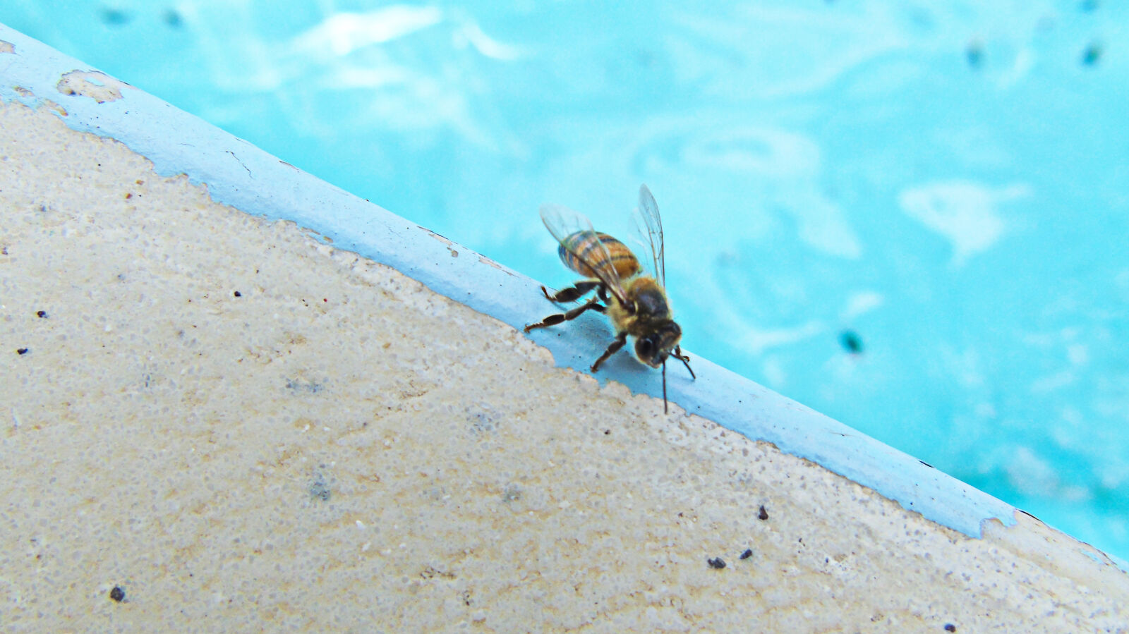 Sony Cyber-shot DSC-H400 sample photo. Bee, insect photography