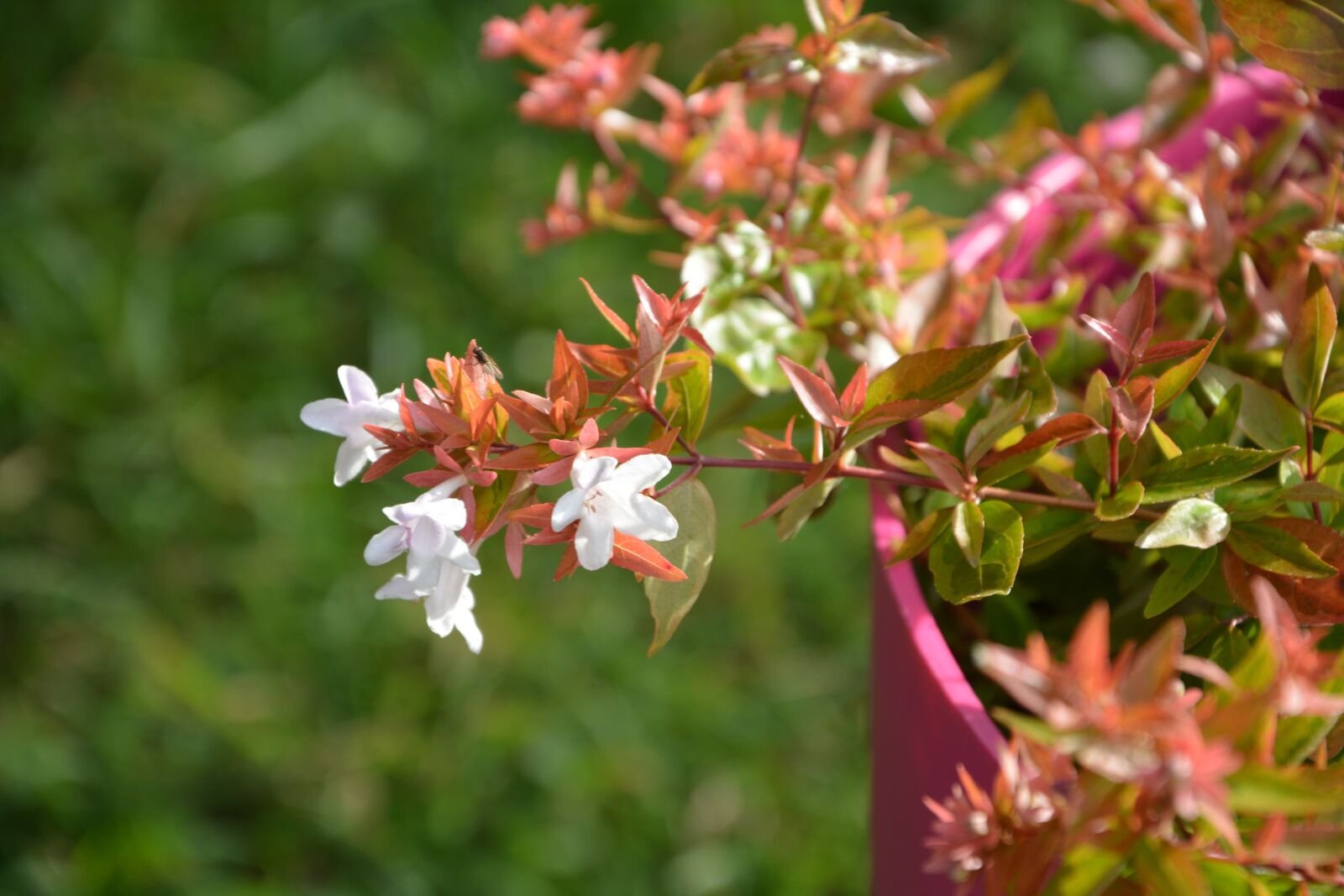 Nikon D5200 sample photo. Flowers small ab lia photography
