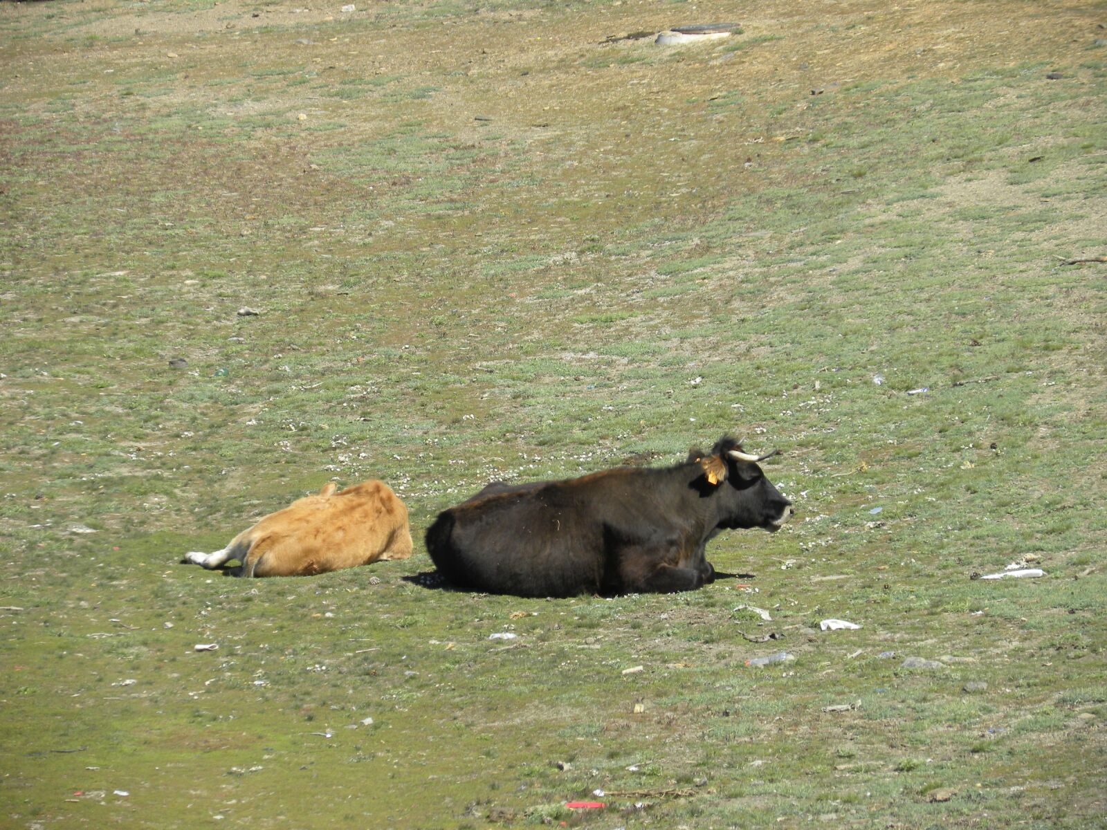 Nikon Coolpix P90 sample photo. Cows, field, toro photography