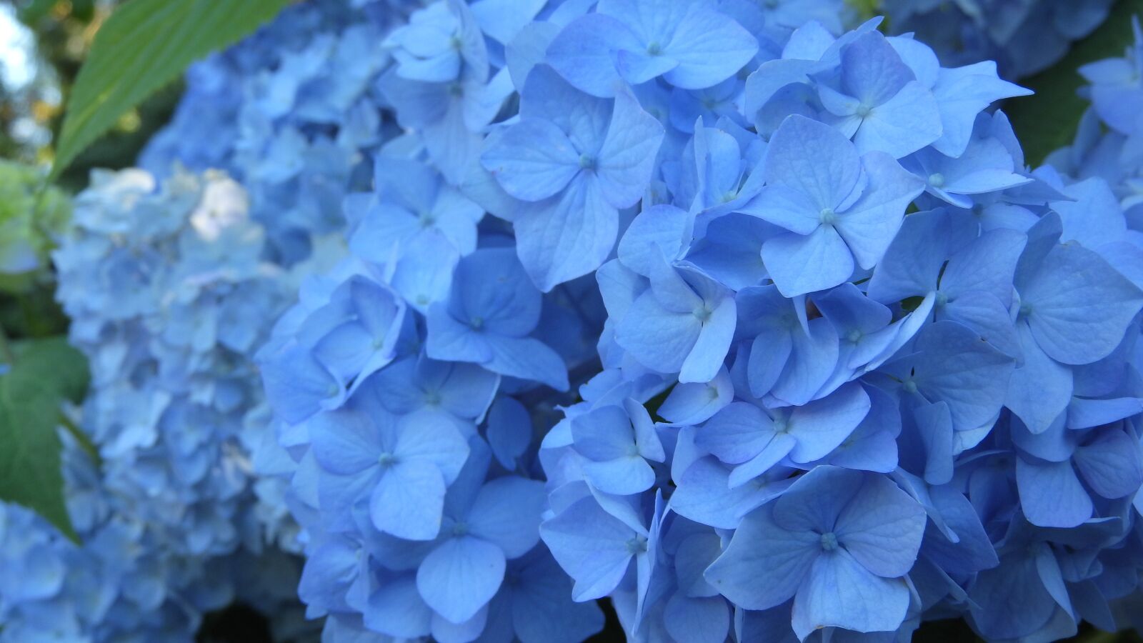 Nikon Coolpix P610 sample photo. Hydrangea, flower, inflorescence photography
