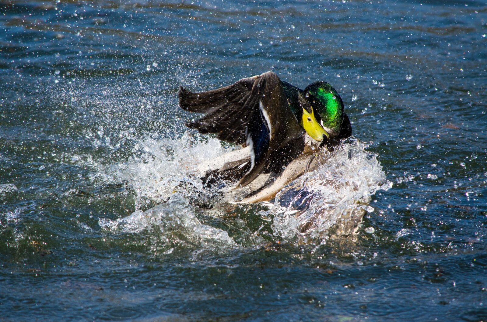 Nikon D5100 sample photo. Drake, duck, water bird photography