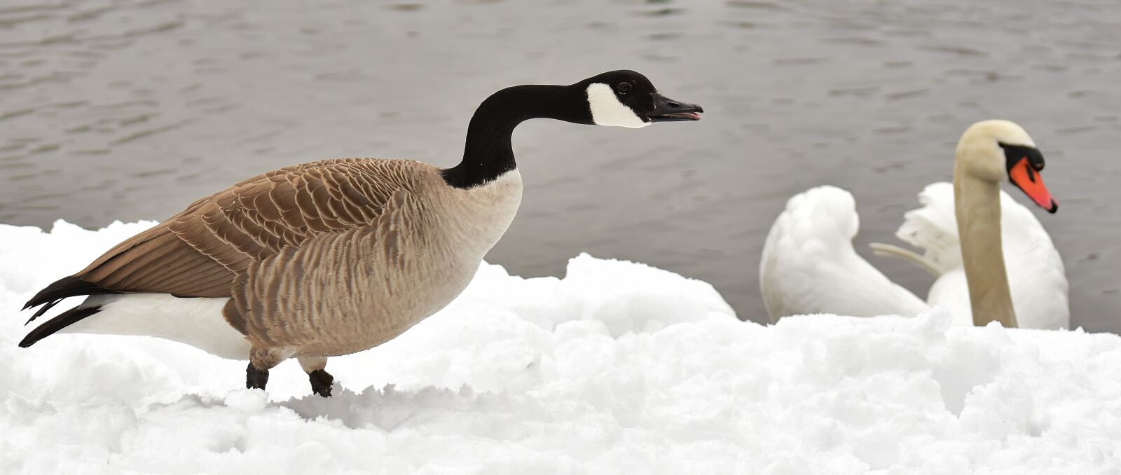 Nikon D7200 sample photo. Goose, swan, waterfowl photography