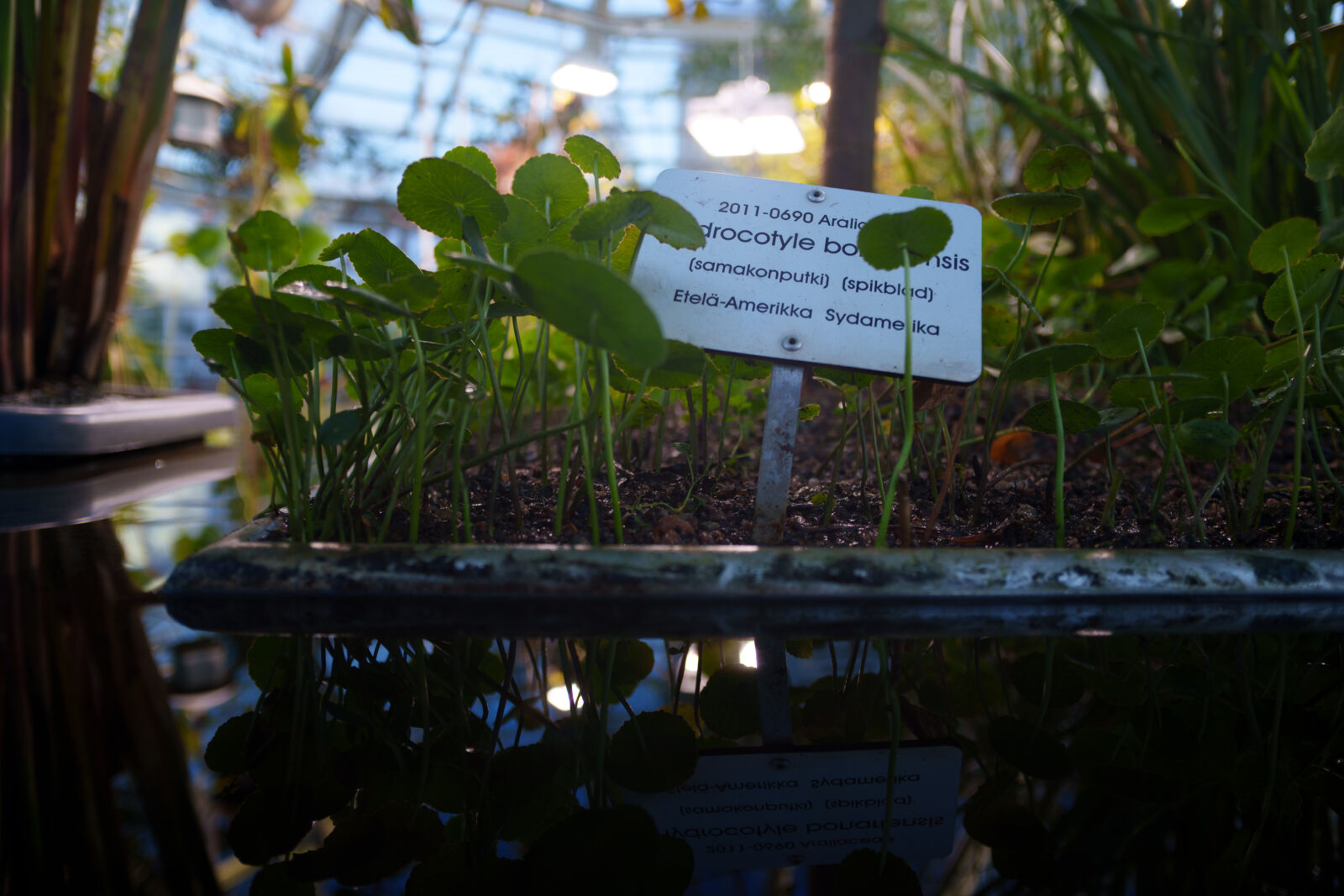 Samyang Remaster Slim 21mm F3.5 sample photo. Greenhouse pond photography