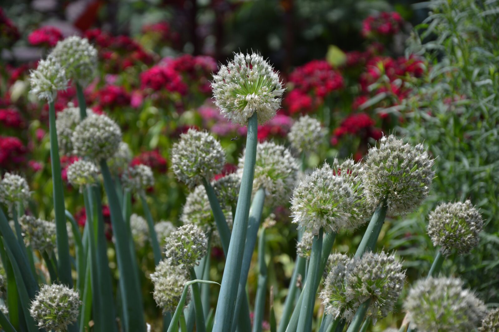 Nikon D3200 sample photo. Plant, onions, leek photography
